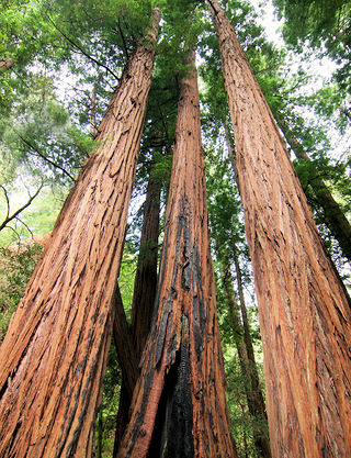 Muir Woods and Sausalito